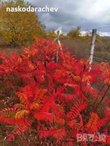 Фиданки, разсад, дръвчета Рустифина - влакнест шмак , снимка 8 - Градински цветя и растения - 39115431