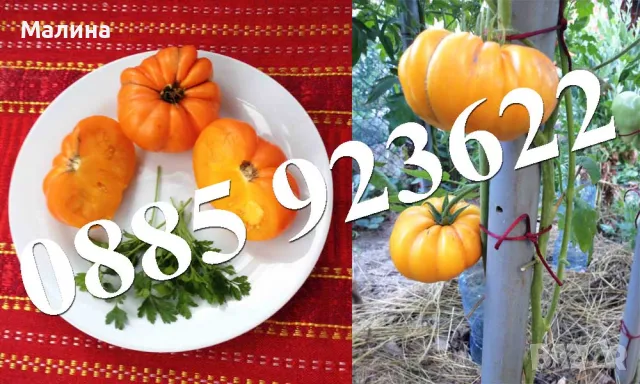 Био Разсад Домат, Люти Чушки, Чери Домати и Тютюн Стари Селски Сортове + ПОДАРЪК, снимка 2 - Разсади - 45795732