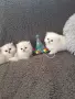 ШЕПИЧКА ЛЮБОВ.УНИКАЛНИ КОТЕНЦА, снимка 5