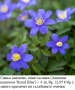 Синьо анемоне, синя съсанка (Anemone nemorosa 'Royal Blue') –  коренище, снимка 1