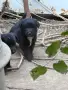 Подарявам кученца на 1 месец, снимка 1