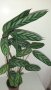 ГОЛЯМА КАЛАТЕЯ  - стайно растение, снимка 1 - Стайни растения - 41419132