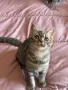 Британски  котета , снимка 5
