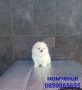Мини Померан. Реални снимки от 19.01.26 г. , снимка 2