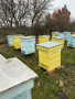 Продавам пчелни семейства с многокорпусен кошери, снимка 16