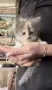 Подарявам 5 малки котета на грижовни стопани ❤️, снимка 5