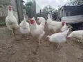 Сини яйца от бял Легбар , снимка 5