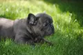 френски булдог-момчета, снимка 4