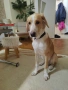 Подарявам куче, снимка 5