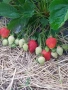 разсад за ягоди и малини записвам за март месец , снимка 6