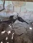 Пауни спалдинги, снимка 3