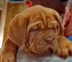 Френски мастиф-Дог Де Бордо , снимка 3
