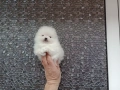 Бели миниатюрни минита. Померани. Реални снимки ! Миниатюрни !!!, снимка 4