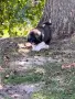 Кавказка овчарка , снимка 5