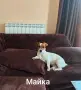 Джак Ръсел Териер , снимка 9