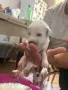 Подаряване на кученца , снимка 5