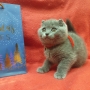 Шотландски котенца на 2 месеца, снимка 15