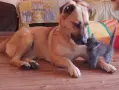 Малко котенце търси грижовни осиновители, снимка 3
