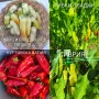Семена от стари селски сортове домати,краставици и други, снимка 17