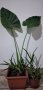 Алое Вера и Трилистник, снимка 1 - Градински цветя и растения - 39866746