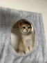 Британски котета, снимка 2