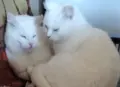 бели котенца, мъжко, женско, снимка 16