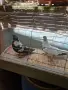 Продавам   чифт  софийски, снимка 1