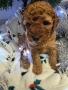 Той пудел/ Toy poodle, снимка 3