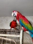 Ръчнохранени ара арлекин и ара руби, снимка 1
