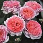 Роза 6, снимка 1 - Градински цветя и растения - 41780219