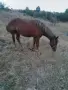 Продава се Кобила, снимка 3