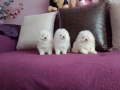Различни възрасти! Бели мини Померани. Реални снимки !!! , снимка 13