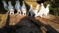 гълъби сатинети елитни , снимка 3
