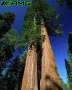 Екзотични нови 15 семена гигантска секвоя мамутово дърво sequoiadendron giganteum декорация в двора, снимка 2