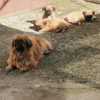 Продавам малки кученца-маймунки, снимка 1 - Пекинез - 44395363