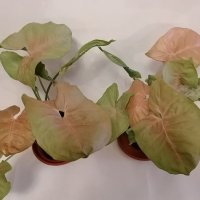 Сингониум розов/Syngonium podophyllum"Neon Robysta", снимка 1 - Стайни растения - 39796493