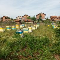 Пчелни семейства( кошери), снимка 6 - За пчели - 40917621