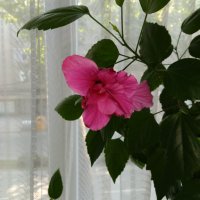 Китайска роза, снимка 1 - Стайни растения - 43832523