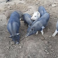 Заплодени свине майки 2 броя, снимка 17 - Прасета - 34457347