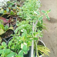 Шарена Мента, Mentha suaveolens, снимка 6 - Градински цветя и растения - 39288853
