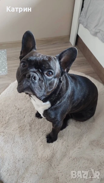 Френски булдог за разплод, снимка 1