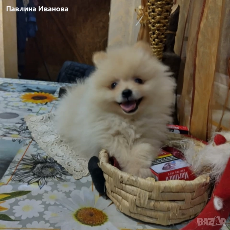 Померан, снимка 1