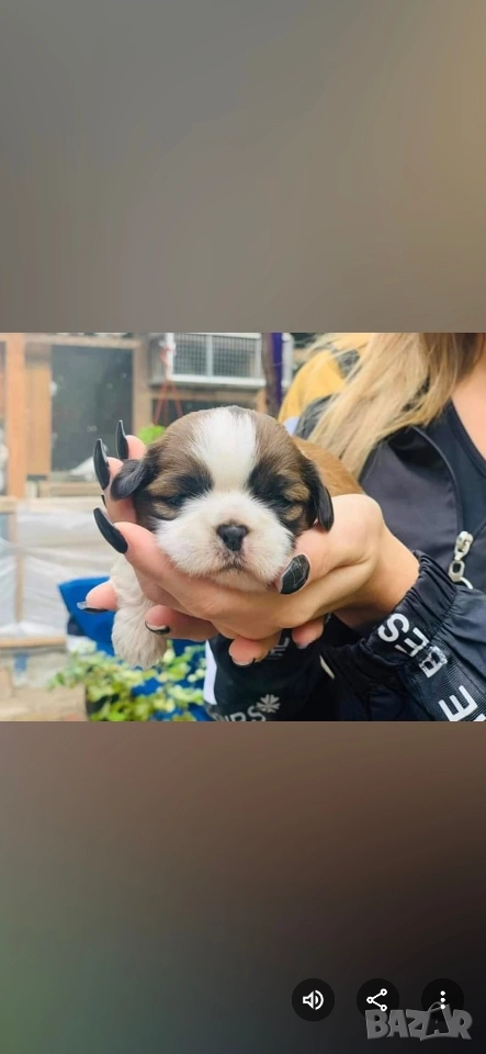 малки кученца порода Ши тцу , снимка 1