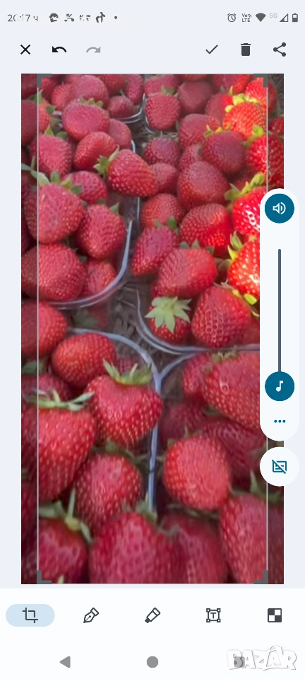 Ягоди сорт Румба, снимка 1