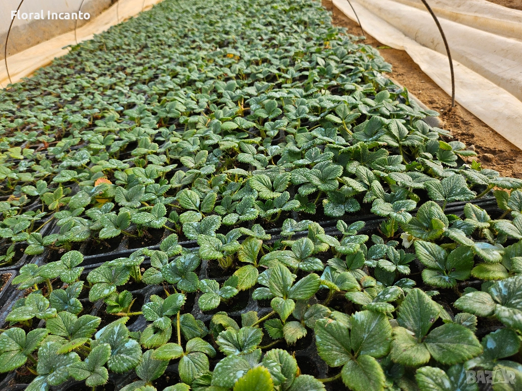 Разсад целогодишни ягоди, снимка 1