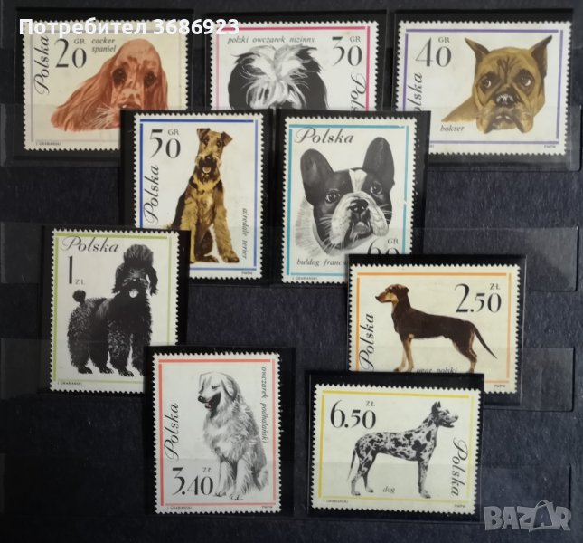 Полша кучета-1963г., снимка 1