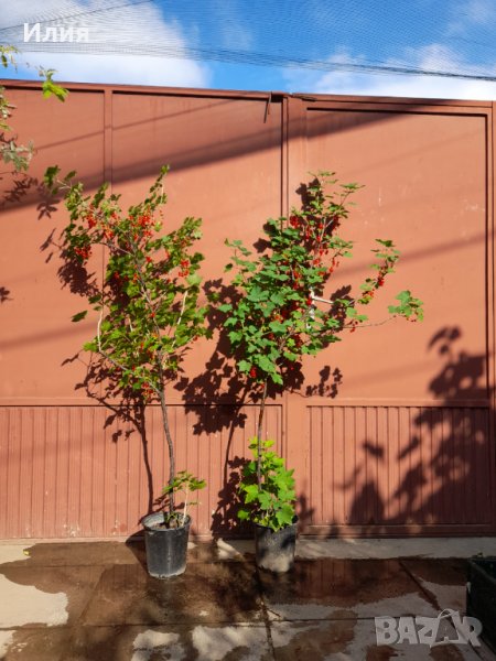 Червено френско грозде- големи растения, снимка 1