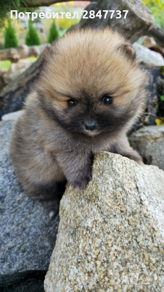 Померан, снимка 1