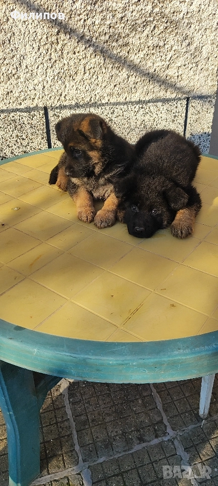 Немски овчарки , снимка 1
