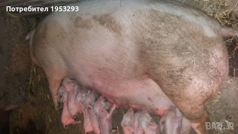 Прасета елитни българска бяла, снимка 1